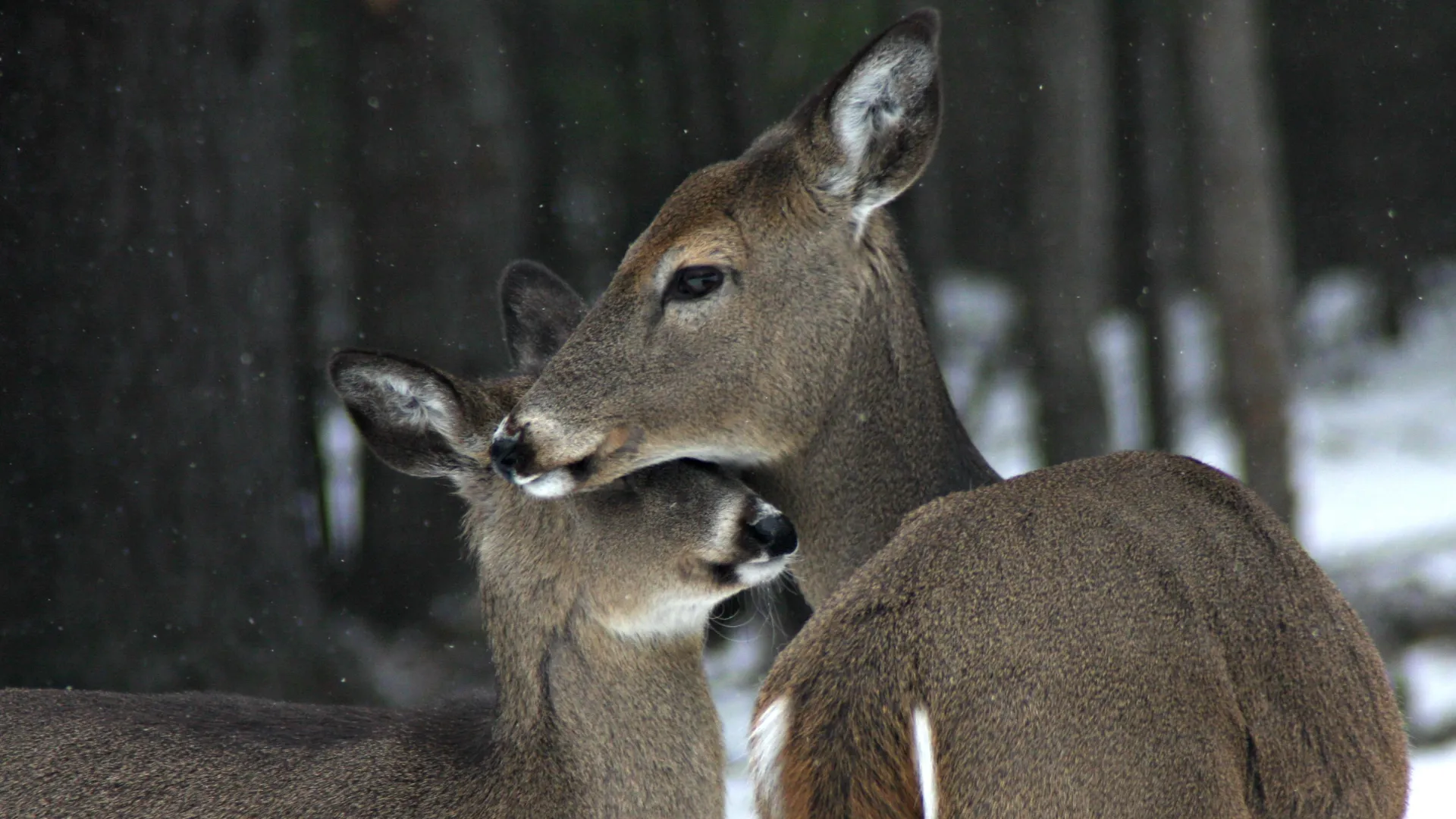 Mother deer and fawn in snow.