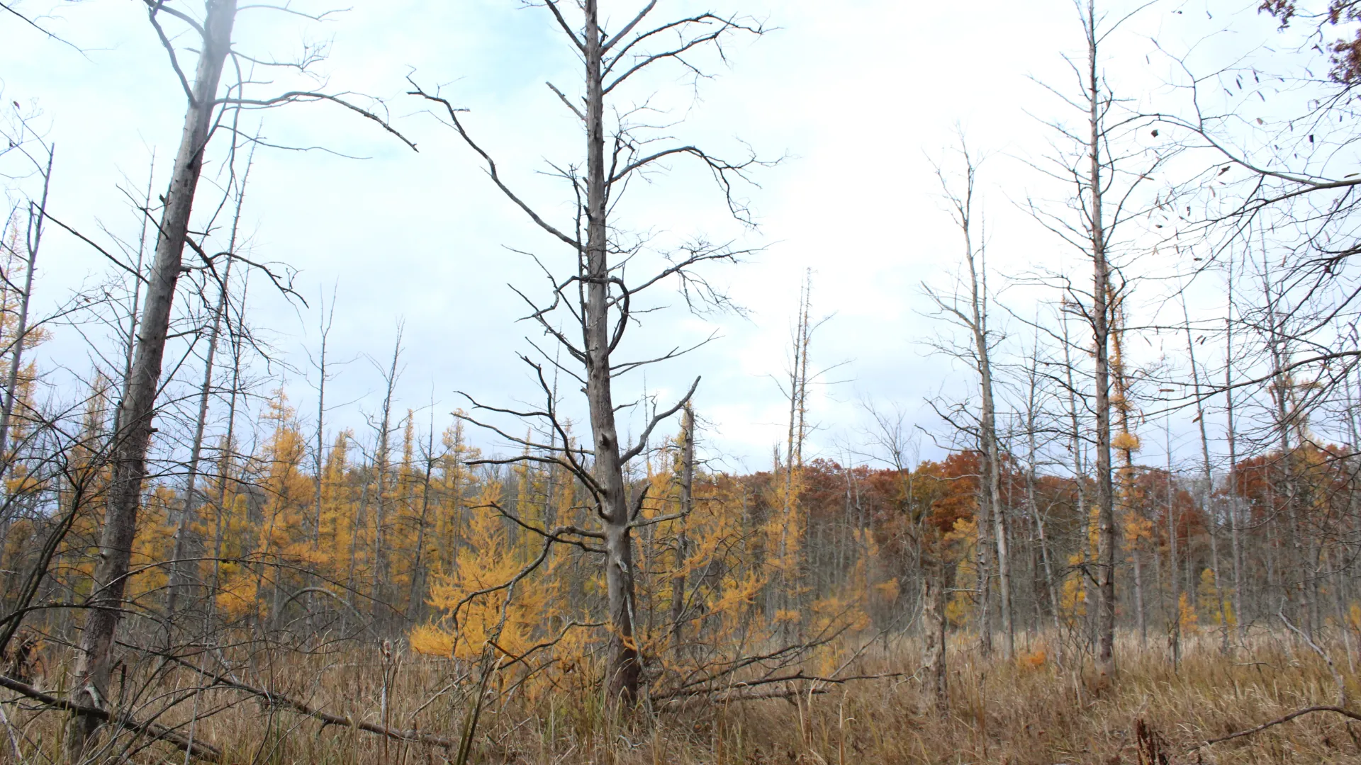 Michigan woods in during late fall.