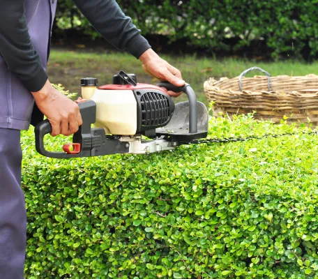 Landscaper trimming green shrub with gas powered trimmer.