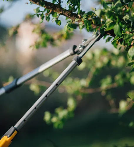 Trimming a tree branch with trimming shears.