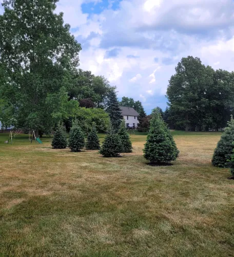 Backyard with small, healthy pine trees growing.