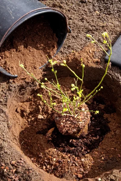 Planting a shrub in the ground.