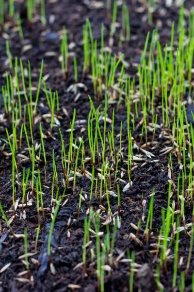 Grass shoots sprouting after grass seeding.