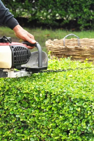Landscaper trimming green shrub with gas powered trimmer.